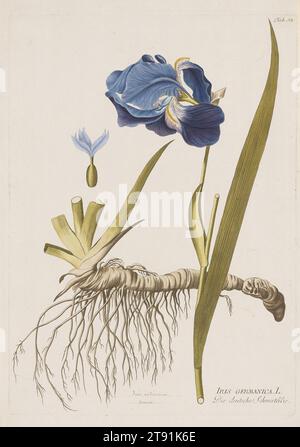 Iris Germanica de Icones Plantarum Medicinalium, 1788-1812, Joseph Jakob Plenck, autrichien, 1738-1807, 16 3/4 x 12 po (42,55 x 30,48 cm) (plaque)18 11/16 × 13 po (47,47 × 33,02 cm) (feuille), gravure colorée à la main, Autriche, 18e-19e siècle Banque D'Images