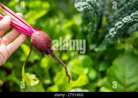 récolte d'une betterave dans un potager domestique sur une ferme en australie. cueillette de légumes sains pour le déjeuner au printemps Banque D'Images