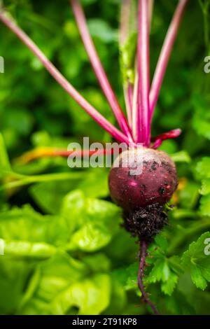 récolte d'une betterave dans un potager domestique sur une ferme en australie. cueillette de légumes sains pour le déjeuner au printemps Banque D'Images