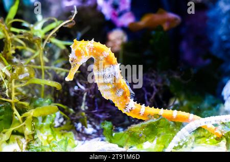 L'hippocampe de Barbour (Hippocampus barbouri) se rapproche dans l'aquarium de Thaïlande Banque D'Images