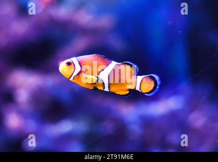 Poisson clown dans l'aquarium sur fond bleu Banque D'Images