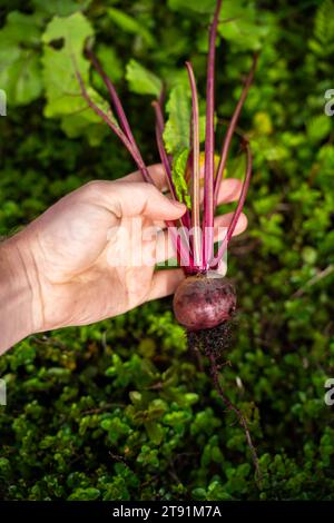 récolte d'une betterave dans un potager domestique sur une ferme en australie. cueillette de légumes sains pour le déjeuner au printemps Banque D'Images