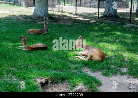 Petits cerfs de bébé sur une herbe verte dans un jardin Banque D'Images