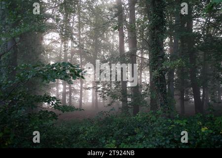 Forêt, brouillard, automne, arbres, brumeux, météo, atmosphérique, Allemagne, brouillard gris pend entre les arbres dans la forêt Banque D'Images