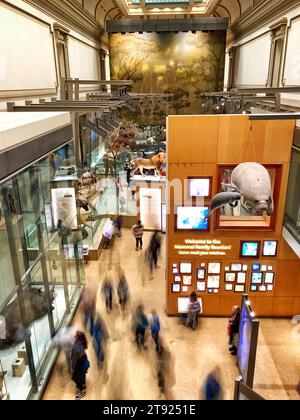 Le Hall of Mammals au Smithsonian National Museum of Natural History à Washington DC, vue en grand angle Banque D'Images