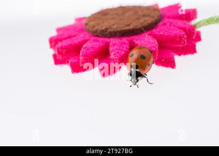 Belle photo de coccinelle rouge marchant sur une fausse fleur Banque D'Images