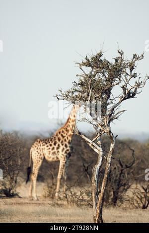 Girafe, Limpopo, Afrique du Sud, Afrique Banque D'Images