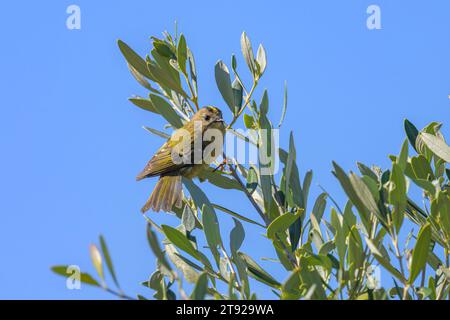 Un Goldcrest assis sur un olivier, journée ensoleillée en automne à Cres (Croatie) Banque D'Images