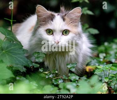 Portrait d'un chat allemand long dans le lierre regardant directement dans l'appareil photo. Banque D'Images