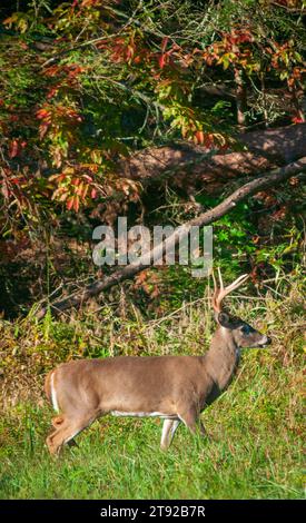 Un cerf à queue blanche avec de petites cornes se tient dans l'herbe à côté d'une branche tombée à Cades Cove, Great Smoky Mountains National Park, Tennessee. Banque D'Images