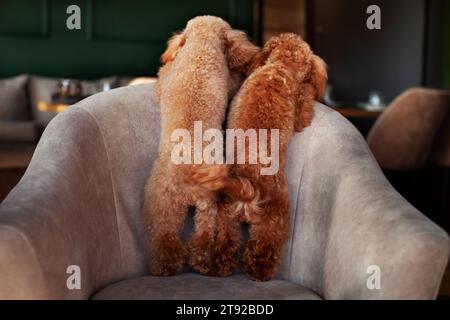 Dos et queues de deux chiens. Petits caniches debout sur leurs pattes arrière sur la chaise dans le restaurant ou le café. Banque D'Images