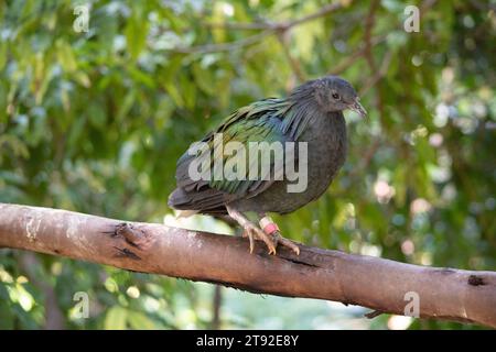 La pigmentation générale du pigeon nicobar est vert foncé irisé, avec une queue blanche courte. Le plumage du cou est vert avec du copéry et du vert Banque D'Images