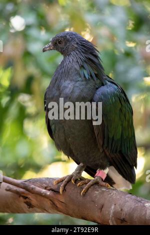 La pigmentation générale du pigeon nicobar est vert foncé irisé, avec une queue blanche courte. Le plumage du cou est vert avec du copéry et du vert Banque D'Images