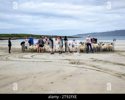 PORTNOO, COMTÉ DE DONEGAL, IRLANDE - SEPTEMBRE 23 2023 : rassemblement de moutons à Narin Strand. Banque D'Images