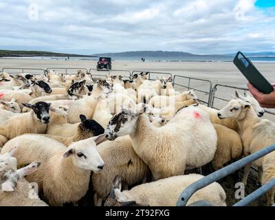 PORTNOO, COMTÉ DE DONEGAL, IRLANDE - SEPTEMBRE 23 2023 : rassemblement de moutons à Narin Strand. Banque D'Images