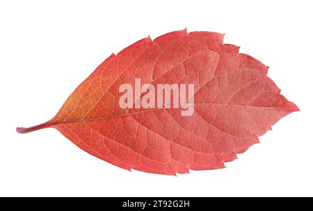 Saison d'automne. Feuille brillante isolée sur blanc Banque D'Images