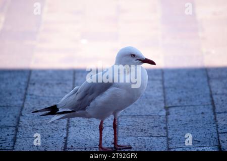 Une mouette est un type d'oiseau qui vit près de la côte et autour des plans d'eau. Ils sont connus pour leurs plumes blanches et grises, bec fort et nous Banque D'Images