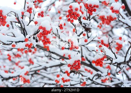 Baies de Rowan rouges dans la forêt gelée. Baies de rowan rouges couvertes par la neige lors de la journée froide d'hiver. Banque D'Images