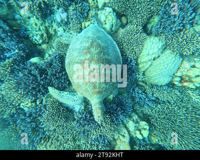 Une vue de dessus d'une tortue de mer glisse à travers un magnifique récif de corail dans un océan vert clair et lumineux Banque D'Images