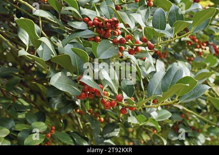 Branches à feuilles et baies mûres de houx européen, Ilex aquifolium, Aquifoliaceae Banque D'Images