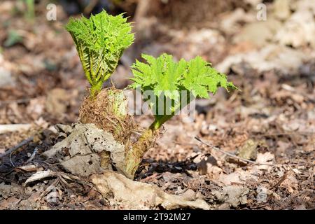 Gunnera manicata, rhubarbe géante, rhubarbe chilienne, feuilles émergentes au début du printemps Banque D'Images