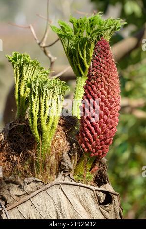 Gunnera manicata, rhubarbe géante, rhubarbe chilienne, tige florale émergente et feuilles au début du printemps Banque D'Images