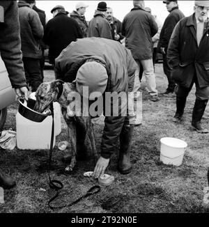 Hare coursing. Un entraîneur frotte un de ses lévriers et il lui donne quelque chose à manger à la fin de la coupe Waterloo. Près de Altcar, Lancashire années 2002 2000 UK HOMER SYKES Banque D'Images