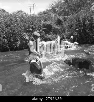 Mink Hunting Royaume-Uni. Les Minkhounds de la vallée. Aidan Slatter le maître de chasse emmène les loutre à travers une partie de la rivière Kennet qui coule rapidement. Près d'Aldermaston, Berkshire. 2002, années 2000 Angleterre HOMER SYKES Banque D'Images