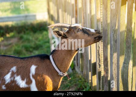 Une chèvre à cornes brune et blanche se tient près d'une clôture sur une ferme par une journée d'été ensoleillée. Promenades dans la nature. Concept animal. Gros plan Banque D'Images