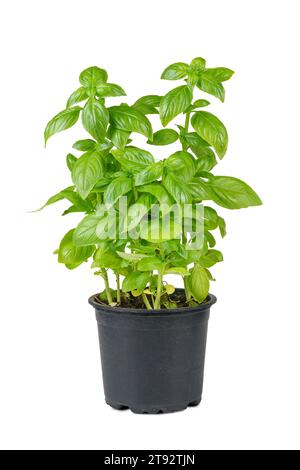 Basilic vert frais bio dans un pot noir isolé sur fond blanc. Culture de plantes d'intérieur, alimentation saine, herbe aromatique, ingrédient alimentaire, épice pour c Banque D'Images