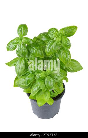 Basilic vert frais bio dans un pot noir isolé sur fond blanc. Culture de plantes d'intérieur, alimentation saine, herbe aromatique, ingrédient alimentaire, épice pour c Banque D'Images