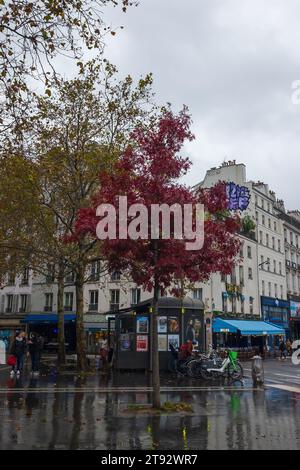 Paris, France, 2023. Un bel érable rouge (Acer rubrum) par un jour pluvieux d'automne, place de la Bastille (verticale) Banque D'Images