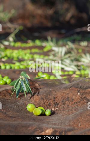 Olives vertes sur le filet de collecte. Scène de saison de récolte des olives de table Banque D'Images