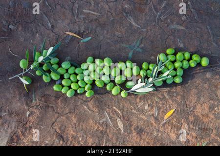 Olives vertes sur le filet de collecte. Scène de saison de récolte des olives de table Banque D'Images