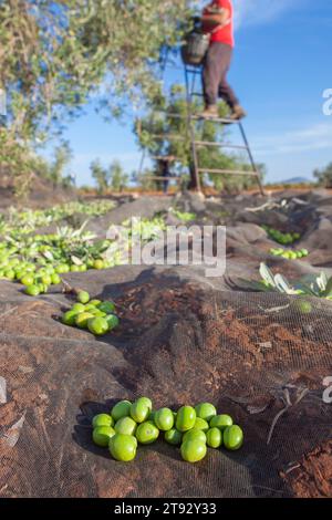 Filet de collecte des olives. Ouvrier cueillant des olives sur l'échelle en arrière-plan Banque D'Images