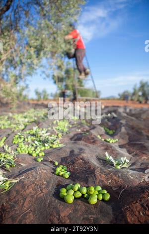 Filet de collecte des olives. Ouvrier cueillant des olives sur l'échelle en arrière-plan Banque D'Images