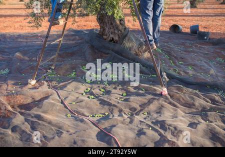 Des ouvriers ramassant des olives sur l'échelle. Scène de saison de récolte des olives de table Banque D'Images