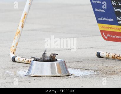 European Starling Sturnus vulgaris, baignade juvénile dans un bol d'eau de chien par jour chaud, sur la promenade côtière, Cleveland, Angleterre, Royaume-Uni, août. Banque D'Images