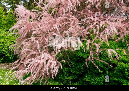 Floraison, Tamarix tetrandra bord tamari Banque D'Images