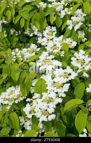 Floraison, Viburnum plicatum 'Mariesii', blanc, fleurs, floraison, printemps, arbuste Banque D'Images