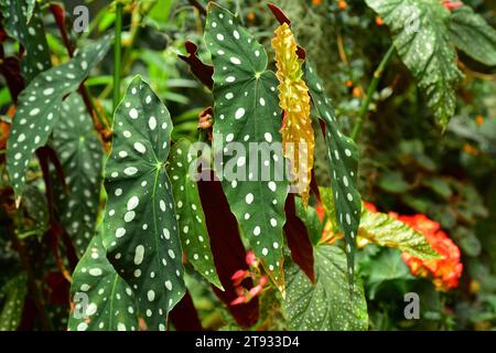 Begonia (Begonia coccinea) est une plante ornementale avec de belles feuilles. Banque D'Images