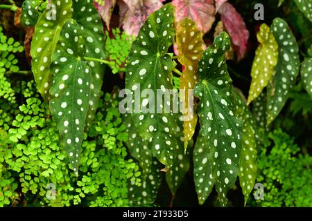 Begonia (Begonia coccinea) est une plante ornementale avec de belles feuilles. Banque D'Images