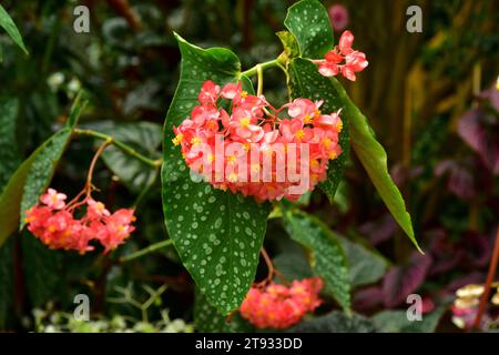 Begonia (Begonia coccinea) est une plante ornementale avec de belles feuilles. Banque D'Images