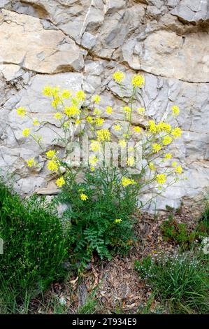 La fusée de Londres (Sisymbrium irio) est une plante annuelle et médicinale. Cette photo a été prise à Rupit, province de Barcelone, Catalogne, Espagne. Banque D'Images