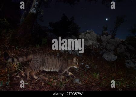 Chat sauvage européen (Felis silvestris), vue latérale d'un adulte marchant sur le sol, Campanie, Italie Banque D'Images