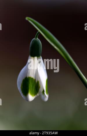 Galanthus morceaux de huit, vicroissant hybride chute de neige, marques vertes, vicroissant, chute de neige, gouttes de neige, printemps, fleur, fleurs, trouvé par le galantophile Veronica C. Banque D'Images