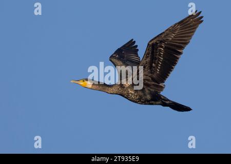 Grand cormoran continental (Phalacrocorax carbo sinensis), vue latérale d'un immature en vol, Campanie, Italie Campanie, Italie Banque D'Images