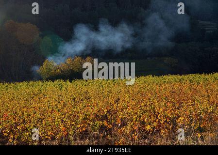 Plants de vigne au levier du soleil un matin d'automne dans le vignoble de l'AOC Bandol au Brulat commune du Castelet et à la cadière dans le var Banque D'Images