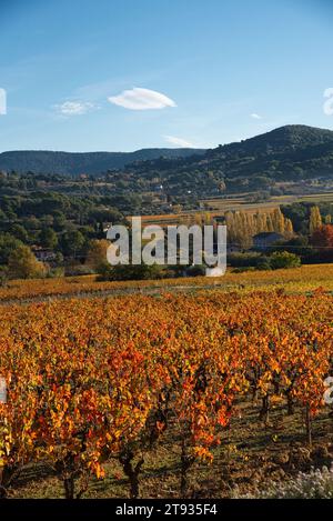 Plants de vigne au levier du soleil un matin d'automne dans le vignoble de l'AOC Bandol au Brulat commune du Castelet et à la cadière dans le var Banque D'Images