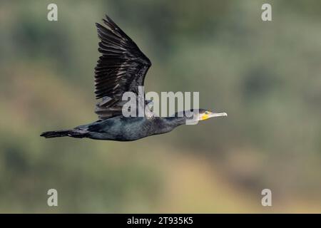 Grand cormoran continental (Phalacrocorax carbo sinensis), vue latérale d'un adulte en plumage hivernal en vol, Campanie, Italie Campanie, Italie Banque D'Images